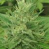 Caramel Creme Auto