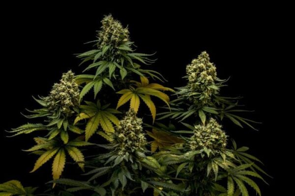 NL #5 x Critical