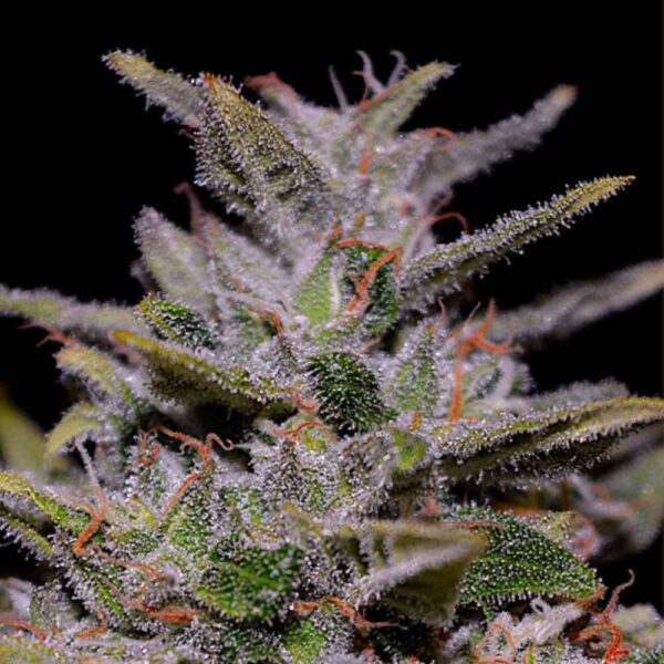 Chocolope F1 Fast Version