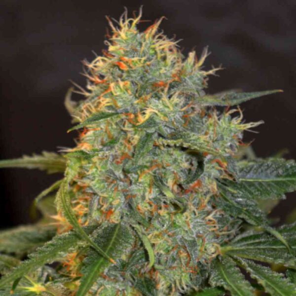 Grandaddy Purple - nasiona marihuany - Pan Pestka