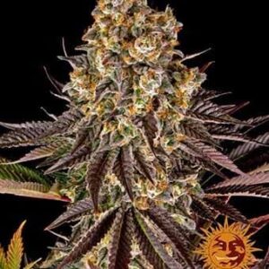 Gelato #45