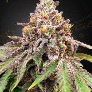 Blue Haze x Gelato 41 Auto