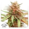 Durban Dew
