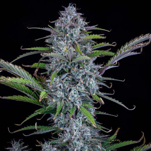 Chemdogging Auto