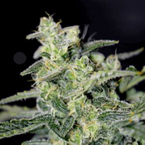 Hubbabubbahaze Auto