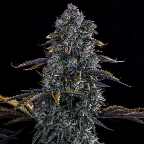 Northern Cheese Haze Auto