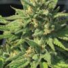 Bigfoot Glue
