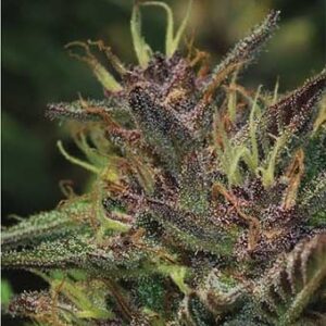 Blueberry Muffin