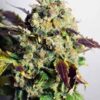 DC Kush