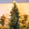 Lowryder Auto Regular