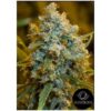Critical Jack