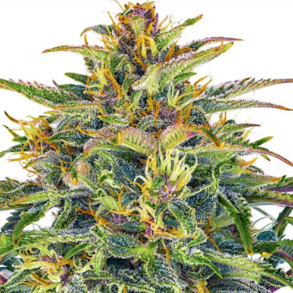 Auto Pink Rozay
