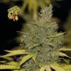 Badazz OG Cheese