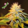 Bubba Kush