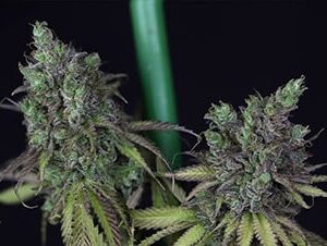 Cookies Chill CBD 2:1