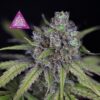 Critical Purple Kush