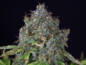 Jack Herer Auto