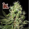 Original Afghani #1 Regular