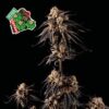 Peyote Gorilla