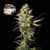 The White OG