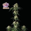 Bubba Cheesecake