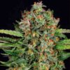 Auto Strawberry Pie