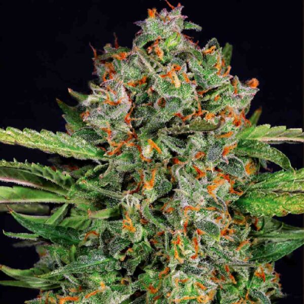 Auto Strawberry Pie