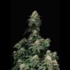 Tropicana Cookies FF