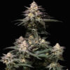 Purple Lemonade FF nasiona marihuany