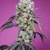 Sweet Mandarine Zkittlez F1 Fast Version