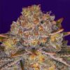 Gelato F1 Fast Version