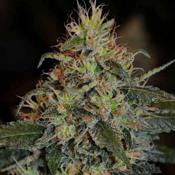 Wild Thai