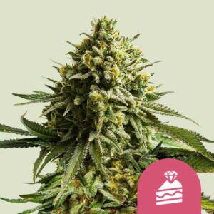 Wedding Cake od Royal Queen Seeds
