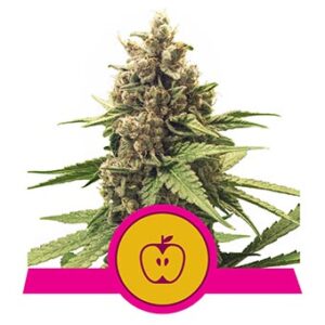 Apple Fritter - Royal Queen Seeds