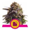 Biscotti - Royal Queen Seeds