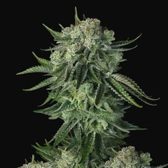 Moby Dick Auto nasiona marihuany