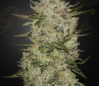 nasiona marihuany HighCloudZ Auto