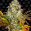 nasiona marihuany Cookies Kush Auto