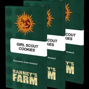 girl scout cookies odmiana marihuany