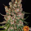 GMO Auto nasiona marihuany