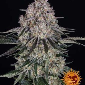 Sour Diesel Auto odmiana marihuany