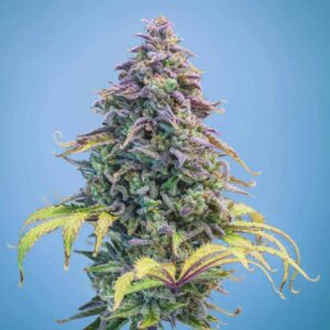 Aunt Ginny's Elixir CBD