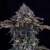 Bear Assed Monkey Auto