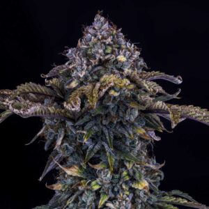 Bear Assed Monkey Auto