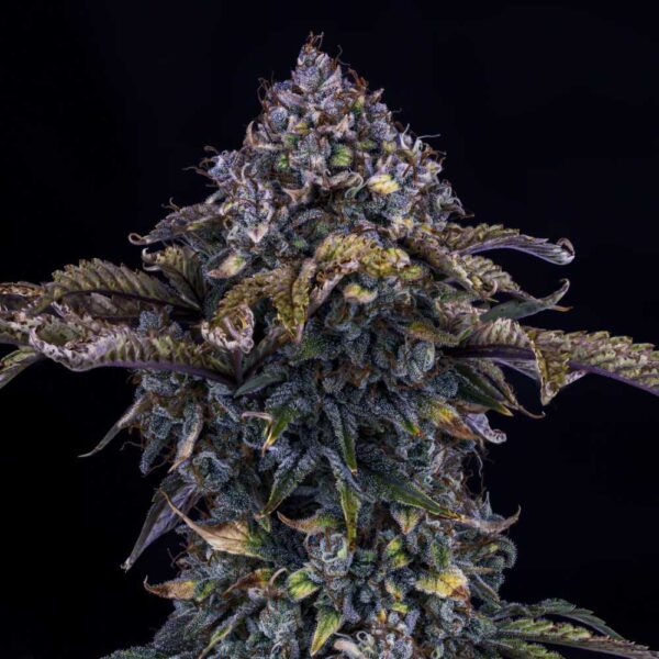 Bear Assed Monkey Auto