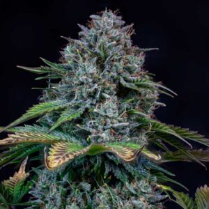 Creme De La Chem