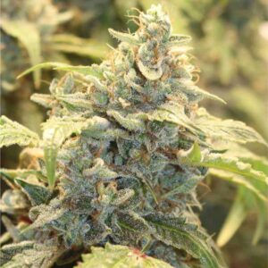 Creme-Tasmo Auto