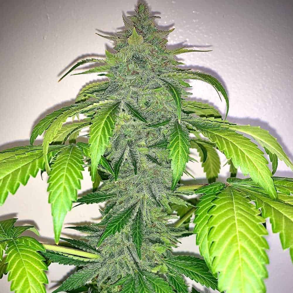 Deez Nuggs Auto