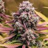 Deez Nuggs Auto