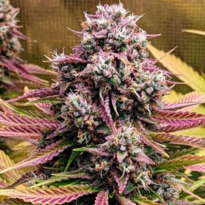 Deez Nuggs Auto